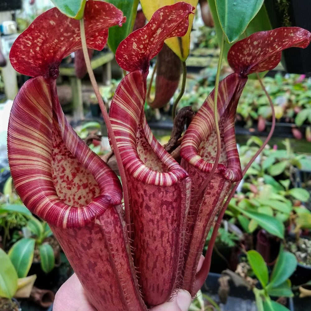 
                      
                        Nepenthes (Rokko x boschiana) x {maxima x [(stenophylla x lowii) x (Rokko x veitchii)]}
                      
                    