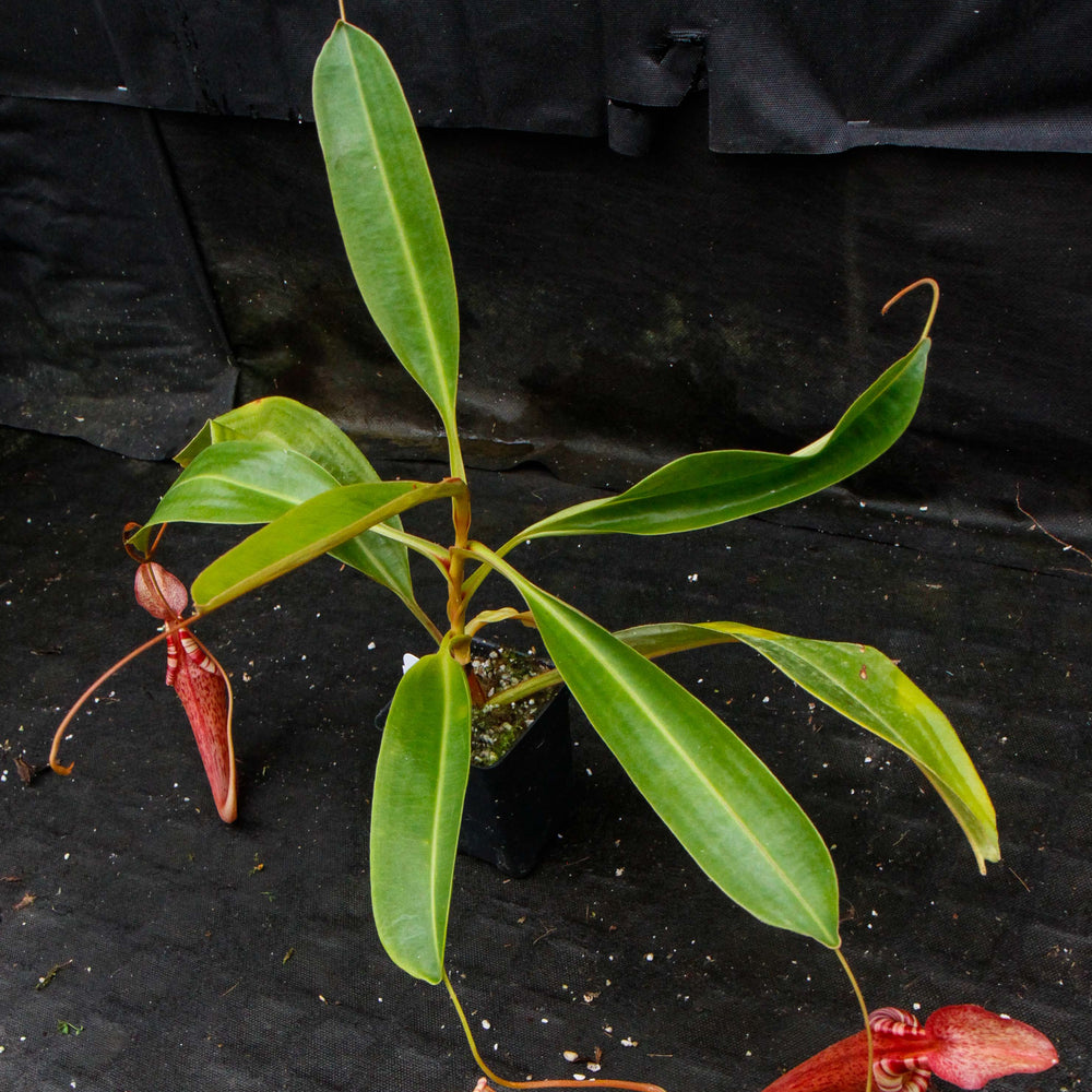 
                      
                        Nepenthes (Rokko x boschiana) x {maxima x [(stenophylla x lowii) x (Rokko x veitchii)]}
                      
                    