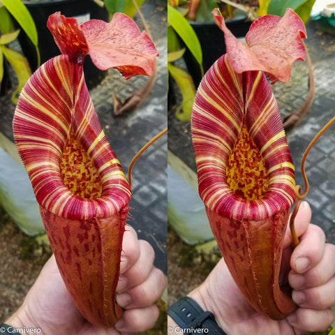 Close-up of a Nepenthes pitcher plant hybrid with bold red and cream stripes, held in hand.