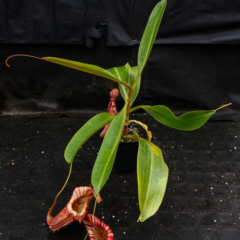 
                      
                        Nepenthes (Rokko x boschiana) x {maxima x [(stenophylla x lowii) x (Rokko x veitchii)]}
                      
                    