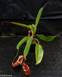 Nepenthes (Rokko x boschiana) x {maxima x [(stenophylla x lowii) x (Rokko x veitchii)]}