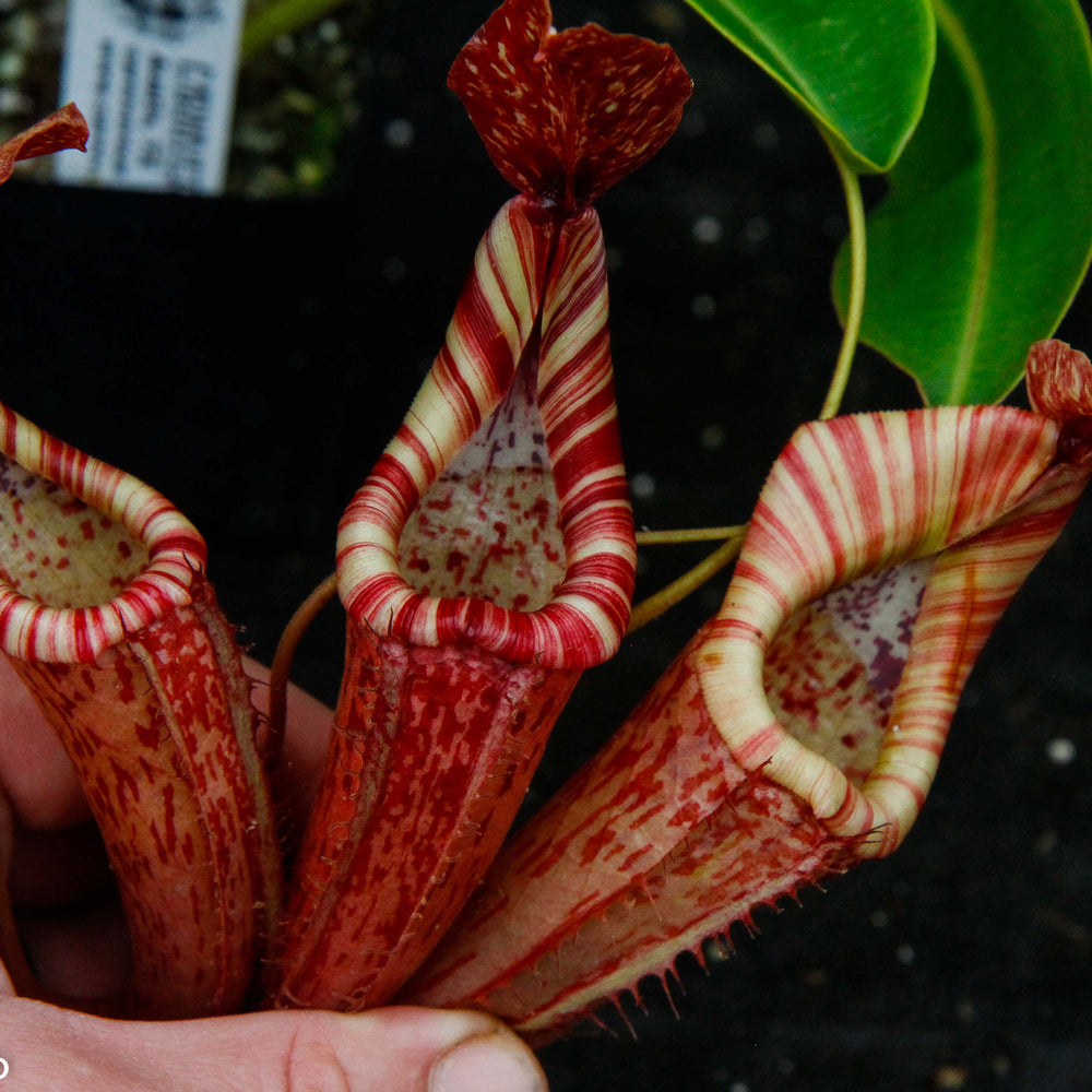 
                      
                        Nepenthes (Rokko x boschiana) x {maxima x [(stenophylla x lowii) x (Rokko x veitchii)]}
                      
                    