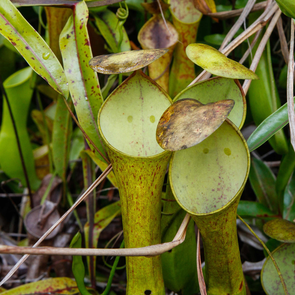 
                      
                        Nepenthes reinwardtiana
                      
                    