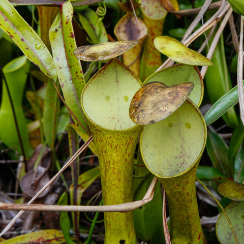 Nepenthes reinwardtiana close up of a pale green pitcher with lid in a small pot among gravel