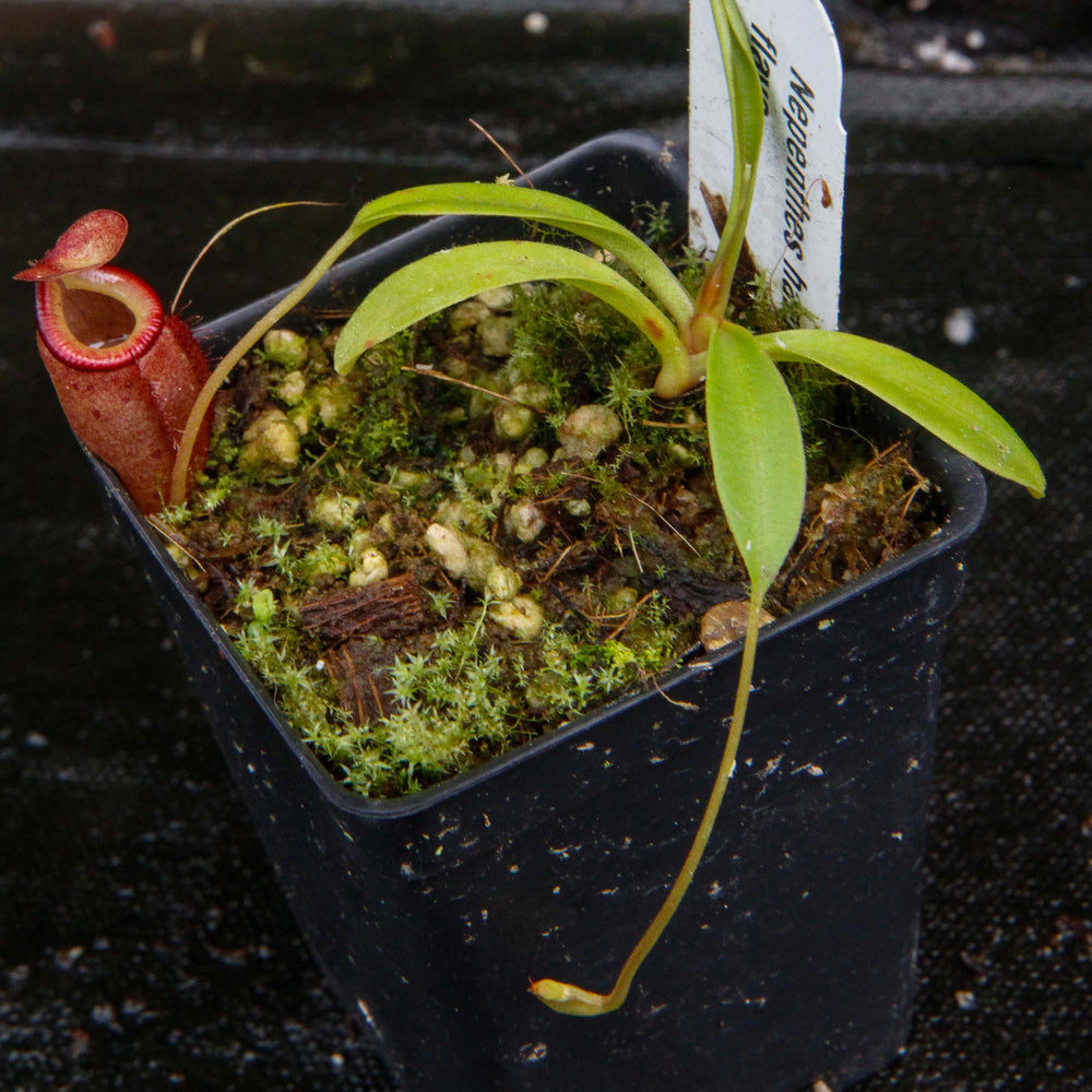 
                      
                        Nepenthes hamata "red hairy" x flava
                      
                    
