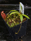 Nepenthes hamata "red hairy" x flava