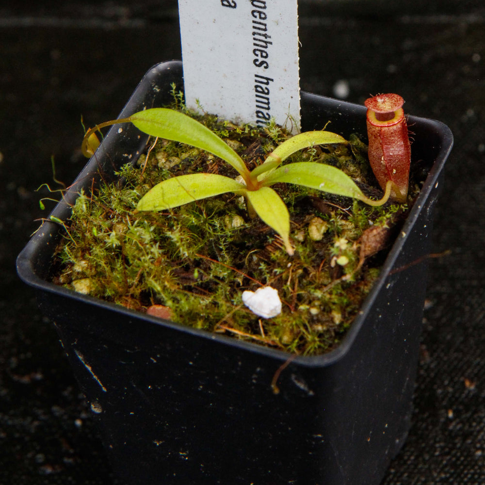 
                      
                        Nepenthes hamata "red hairy" x flava
                      
                    