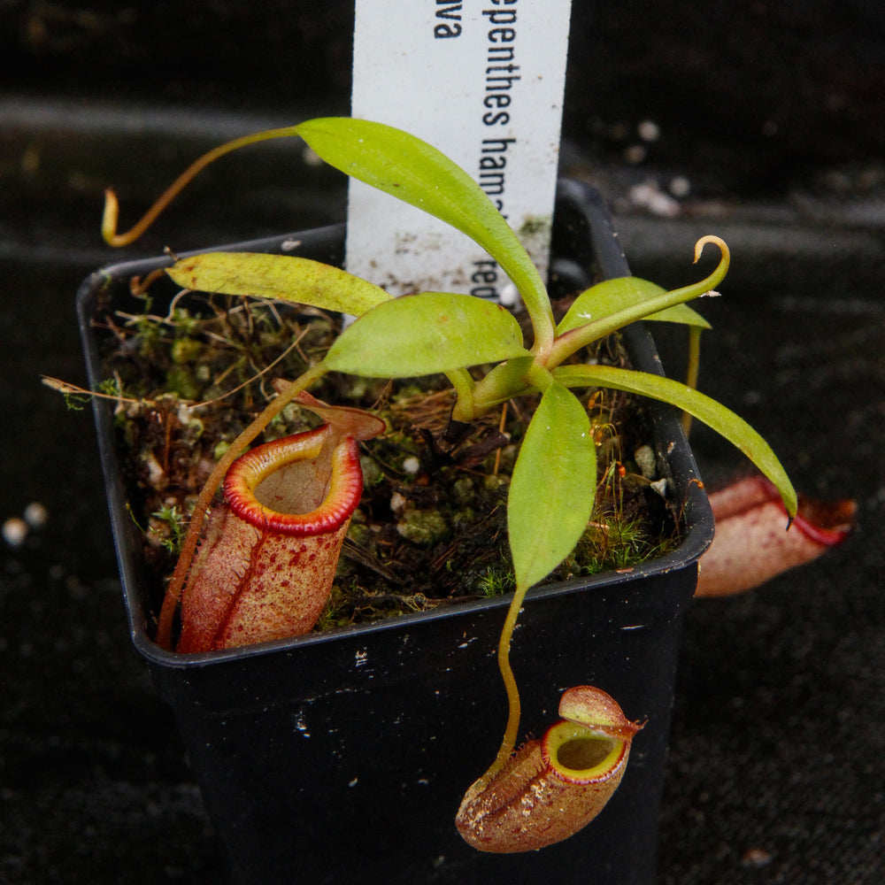 Nepenthes hamata "red hairy" x flava