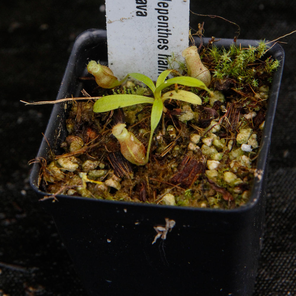 
                      
                        Nepenthes hamata "red hairy" x flava
                      
                    