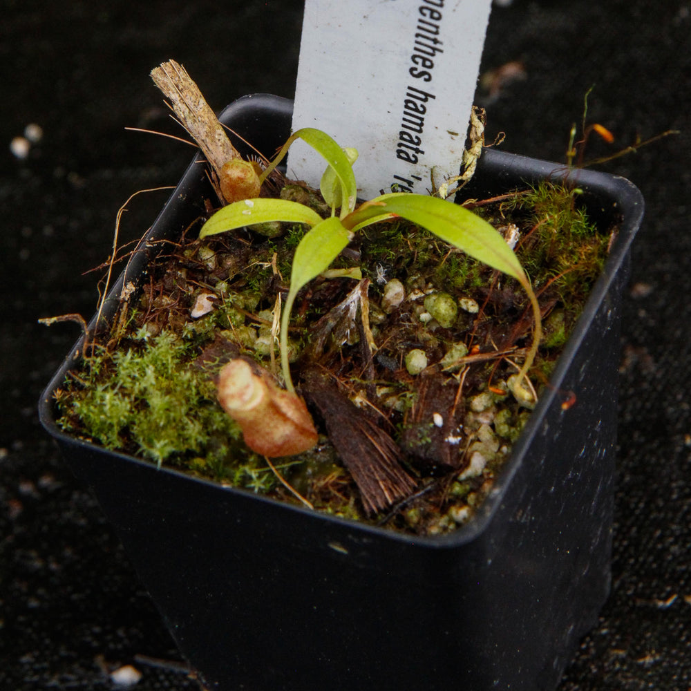 
                      
                        Nepenthes hamata "red hairy" x flava
                      
                    