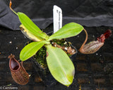 Nepenthes rigidifolia