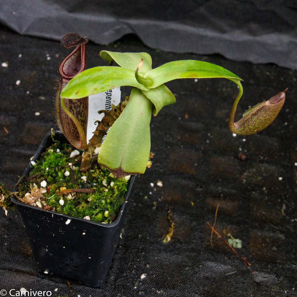 
                      
                        Nepenthes rigidifolia
                      
                    