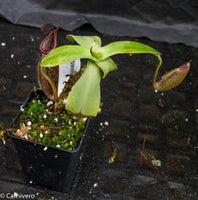 Nepenthes rigidifolia