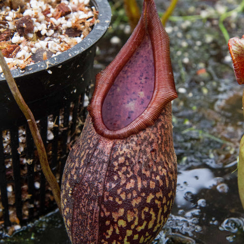 Nepenthes rigidifolia pitcher with purple interior and speckled brown body in a pot