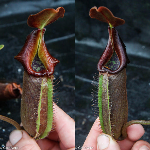 Two side by side views of a Nepenthes robcantleyi nebularum pitcher with burgundy rim and green body held by fingers