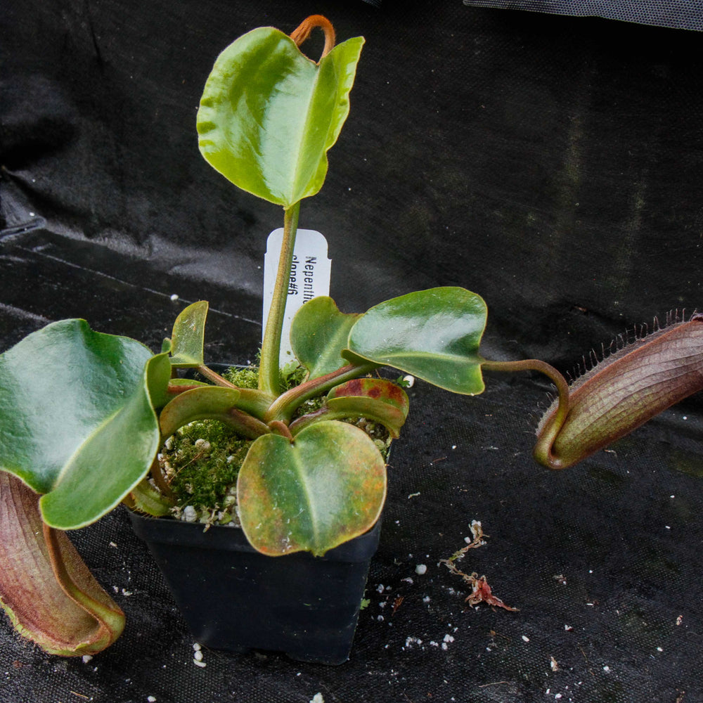 
                      
                        Nepenthes robcantleyi/nebularum
                      
                    