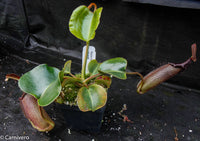 Nepenthes robcantleyi/nebularum