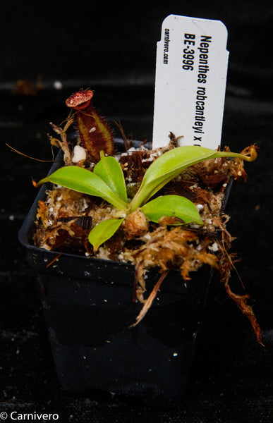 Nepenthes robcantleyi x ovata