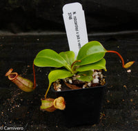 Nepenthes robcantleyi x (sibuyanensis x ventricosa), BE-3748