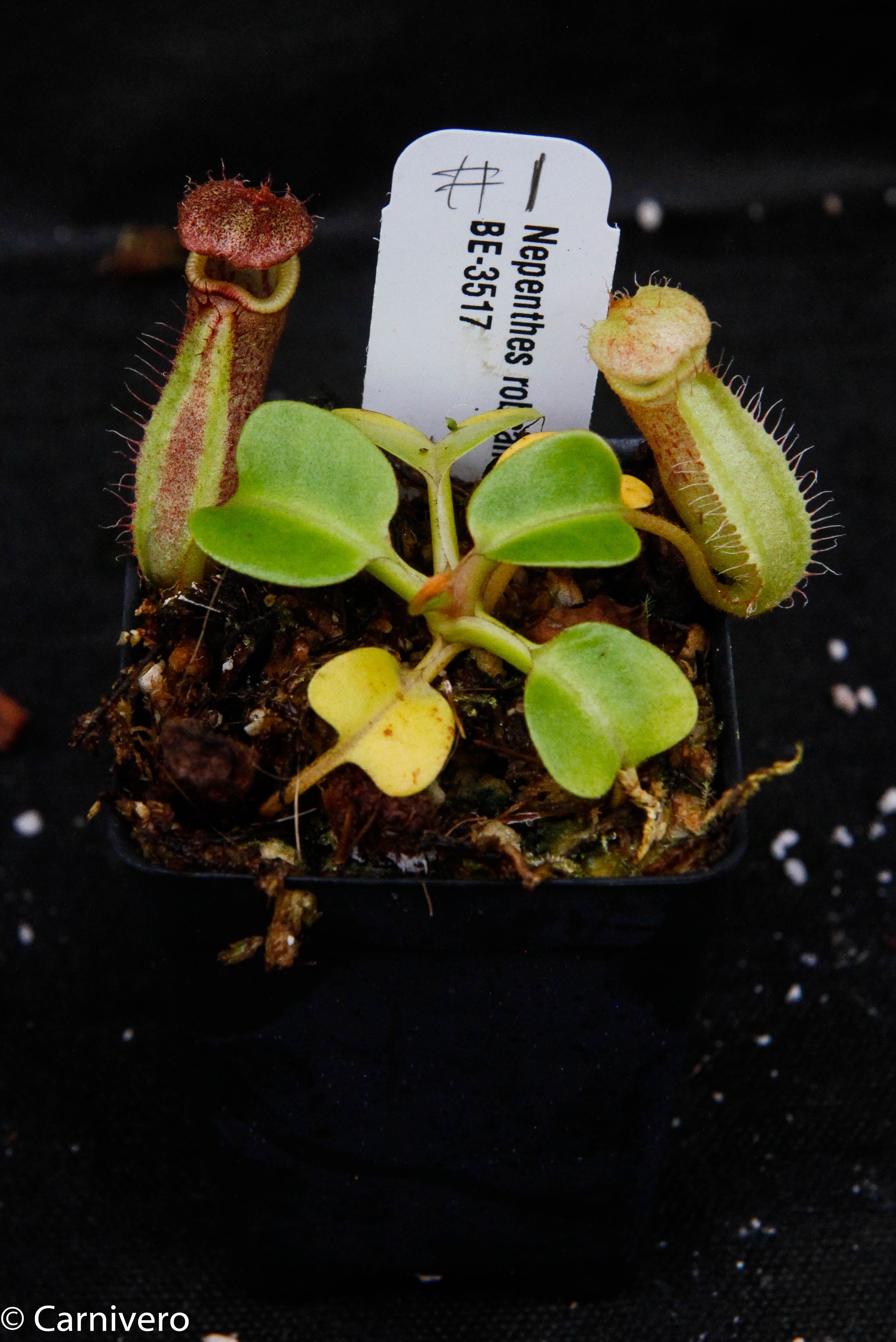 Nepenthes robcantleyi, BE-3517 – Carnivero