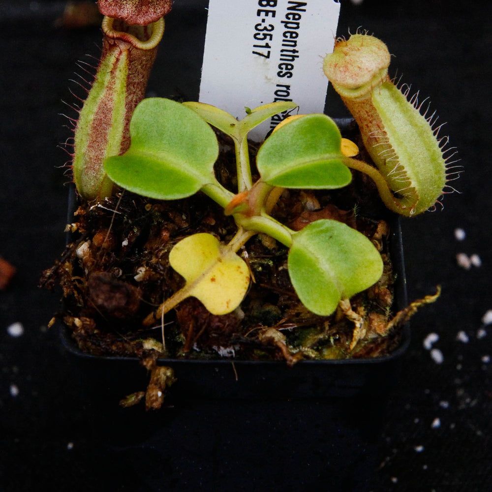 
                      
                        Nepenthes robcantleyi, BE-3517
                      
                    