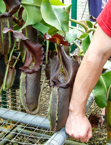 Nepenthes robcantleyi plant with a large dark brown pitcher and green leaves on a metal mesh rack.