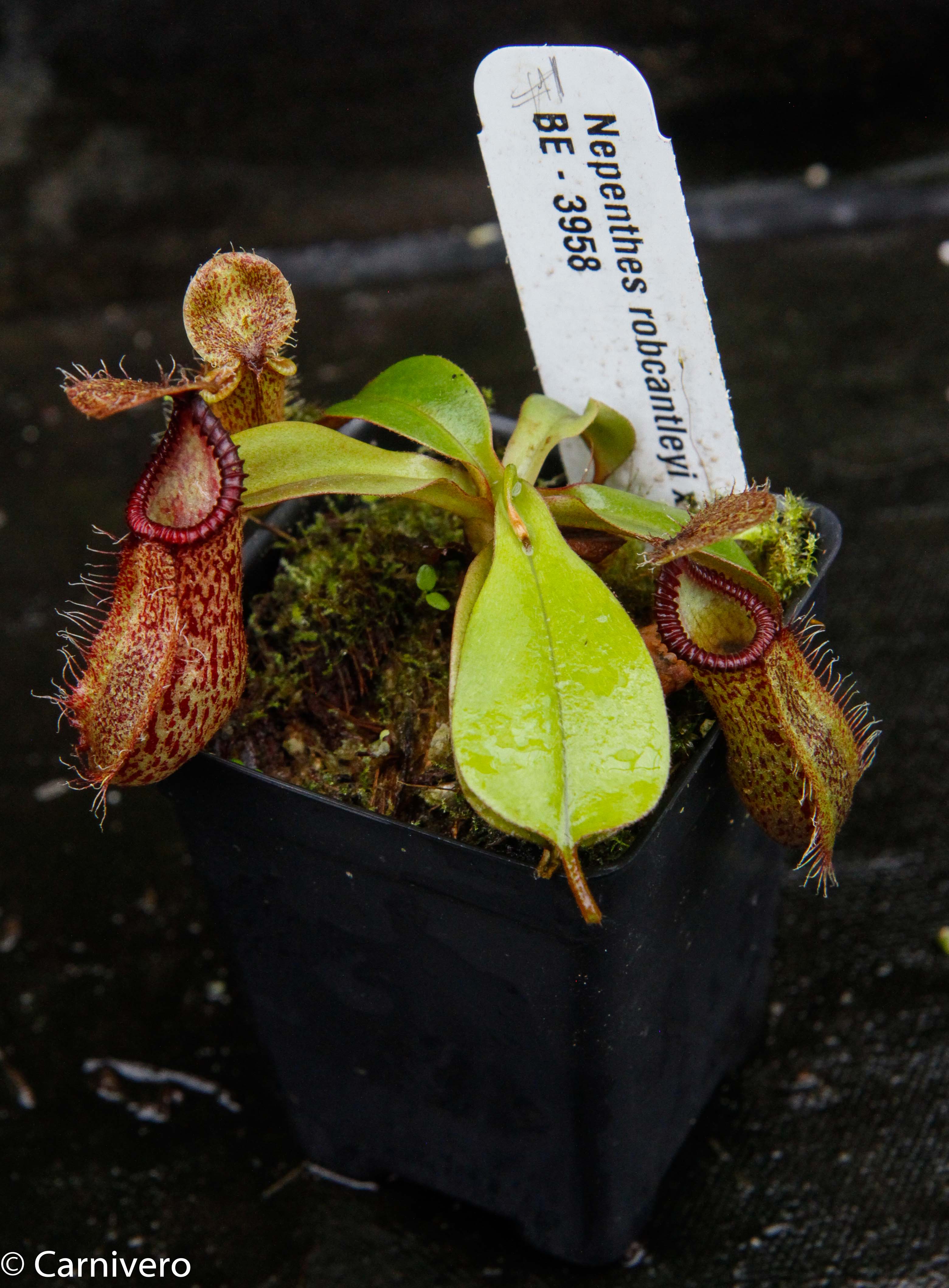 Nepenthes hamata×robcantleyi ウツボカズラ 食虫植物 ネペンテス no2