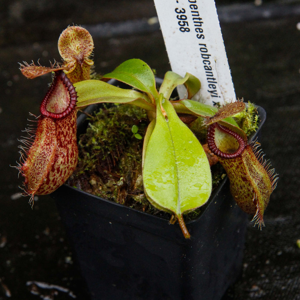 
                      
                        Nepenthes robcantleyi x hamata
                      
                    
