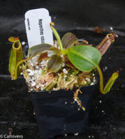 Nepenthes robcantleyi x mollis