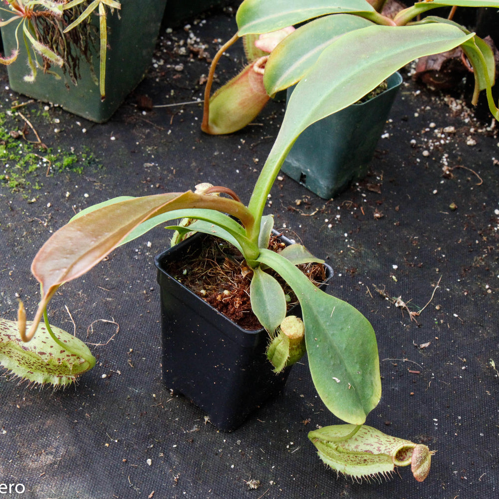 
                      
                        Nepenthes robcantleyi x (aristolochioides x spectabilis) , pitcher plant, carnivorous plant, collectors plant, large pitchers, rare plants 
                      
                    