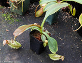 Nepenthes robcantleyi x (aristolochioides x spectabilis)
