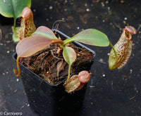 Nepenthes robcantleyi x (aristolochioides x spectabilis)