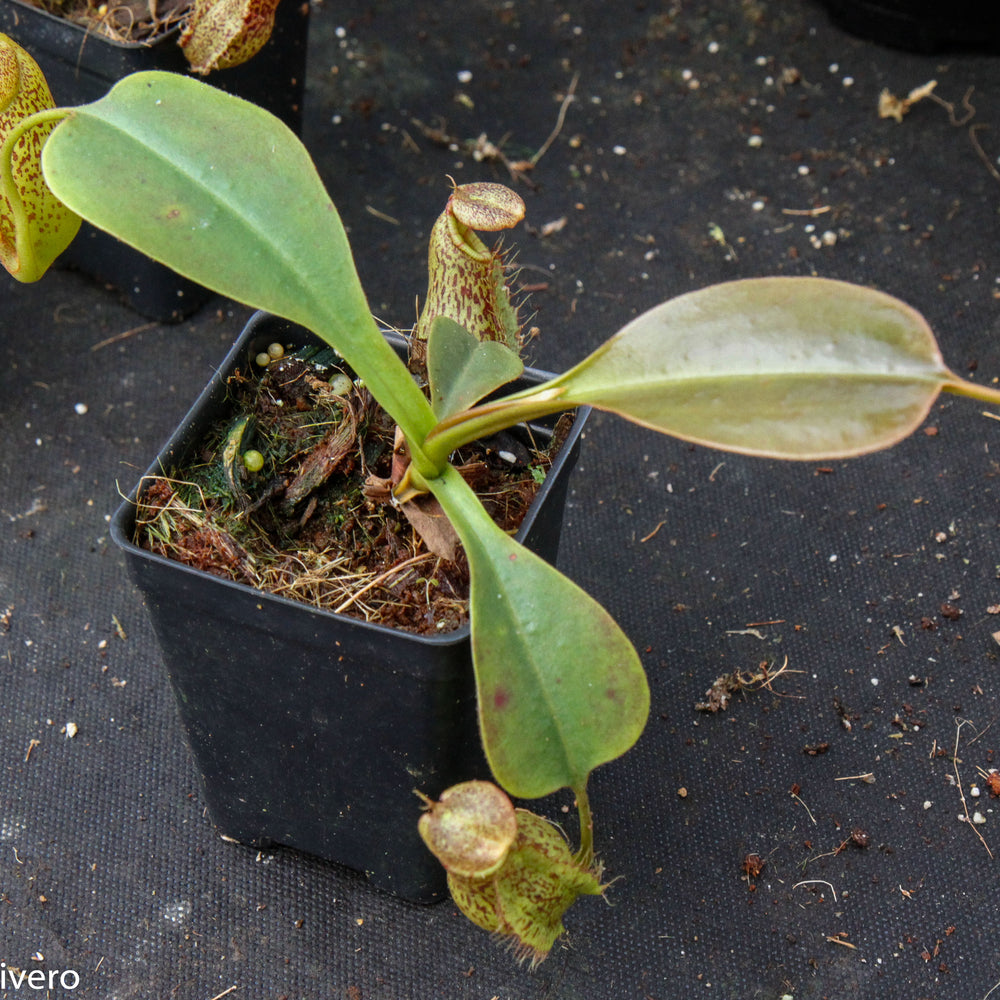 
                      
                        Nepenthes robcantleyi x (aristolochioides x spectabilis) , pitcher plant, carnivorous plant, collectors plant, large pitchers, rare plants 
                      
                    