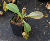 Nepenthes robcantleyi x (aristolochioides x spectabilis) , pitcher plant, carnivorous plant, collectors plant, large pitchers, rare plants 