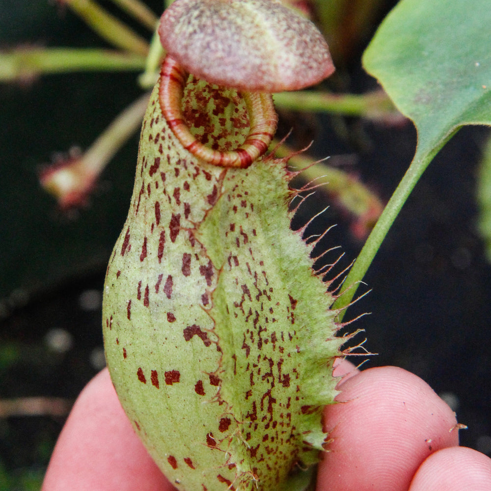 
                      
                        Nepenthes robcantleyi x (aristolochioides x spectabilis) , pitcher plant, carnivorous plant, collectors plant, large pitchers, rare plants 
                      
                    