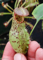 Nepenthes robcantleyi x (aristolochioides x spectabilis) , pitcher plant, carnivorous plant, collectors plant, large pitchers, rare plants 