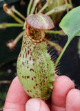 Nepenthes robcantleyi x (aristolochioides x spectabilis) , pitcher plant, carnivorous plant, collectors plant, large pitchers, rare plants 