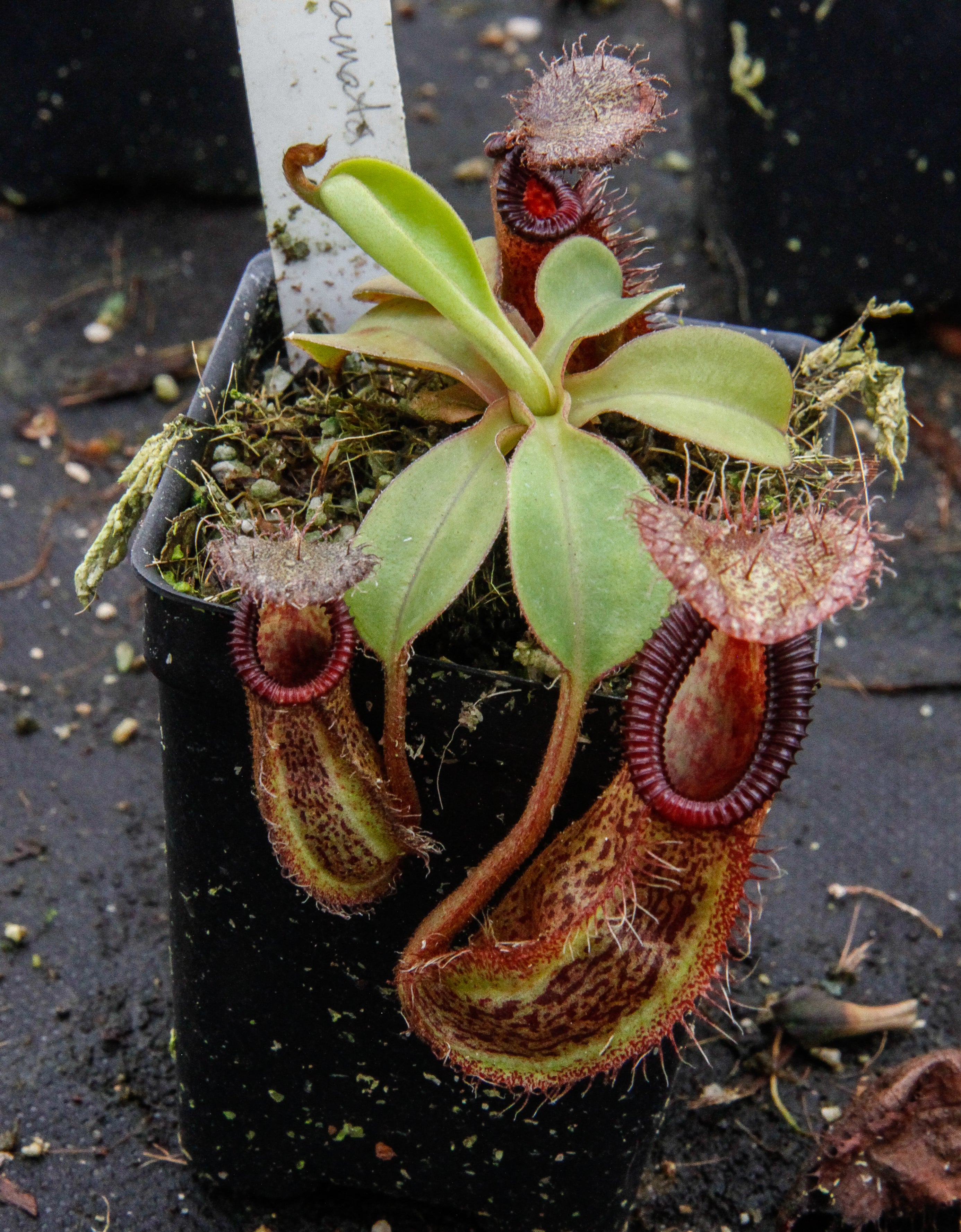 Nepenthes hamata×robcantleyi ウツボカズラ 食虫植物 ネペンテス no2