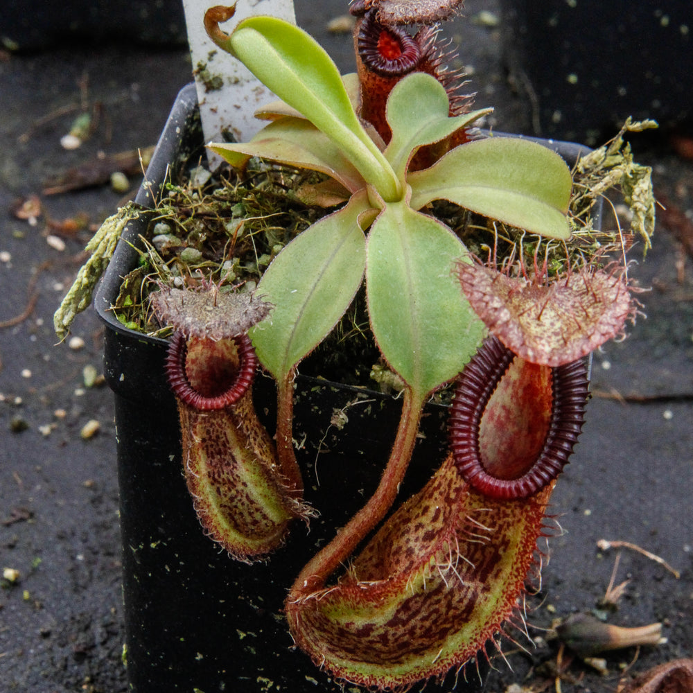 
                      
                        Nepenthes robcantleyi x hamata
                      
                    