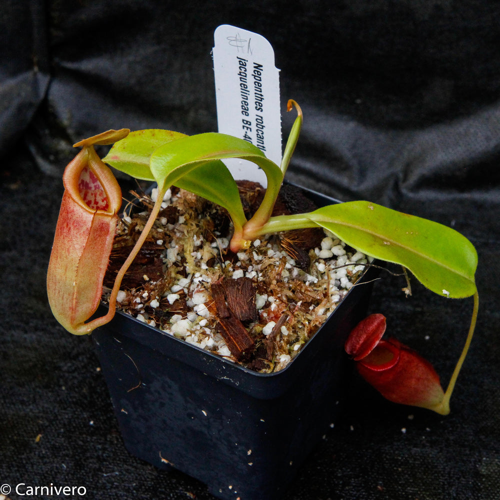 
                      
                        Nepenthes robcantleyi x jacquelineae, BE-4028
                      
                    