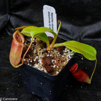 Nepenthes robcantleyi x jacquelineae, BE-4028