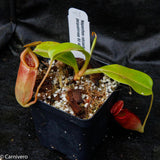 Nepenthes robcantleyi x jacquelineae, BE-4028