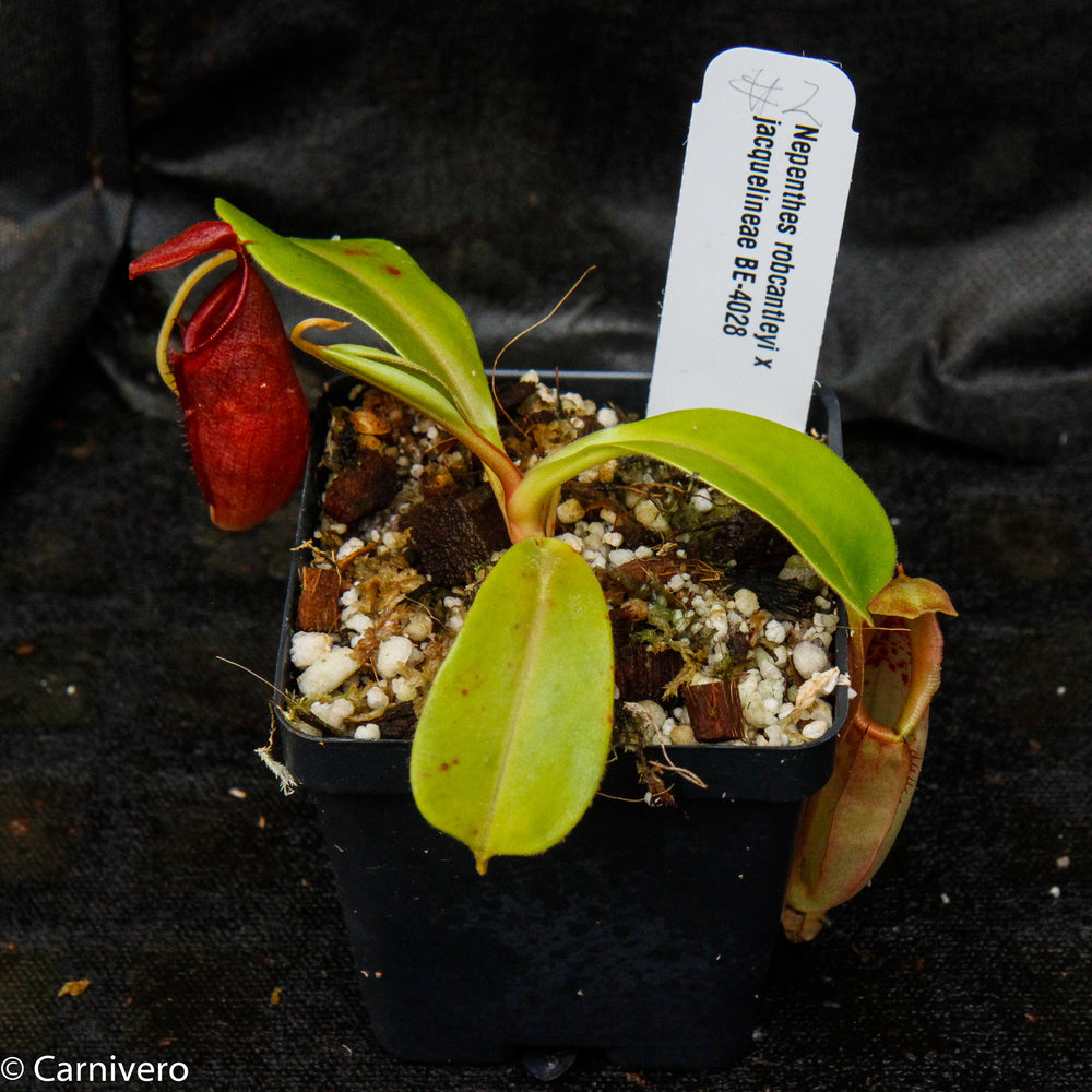 
                      
                        Nepenthes robcantleyi x jacquelineae, BE-4028
                      
                    