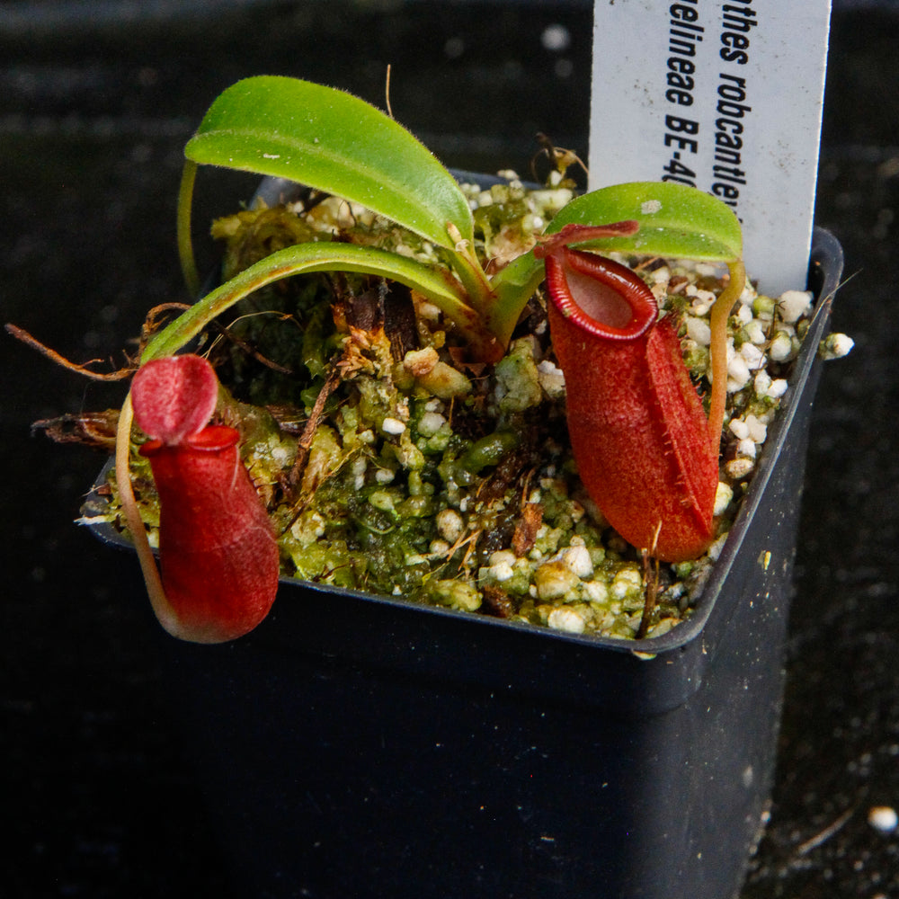 
                      
                        Nepenthes robcantleyi x jacquelineae, BE-4028
                      
                    