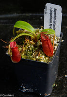 Nepenthes robcantleyi x jacquelineae, BE-4028