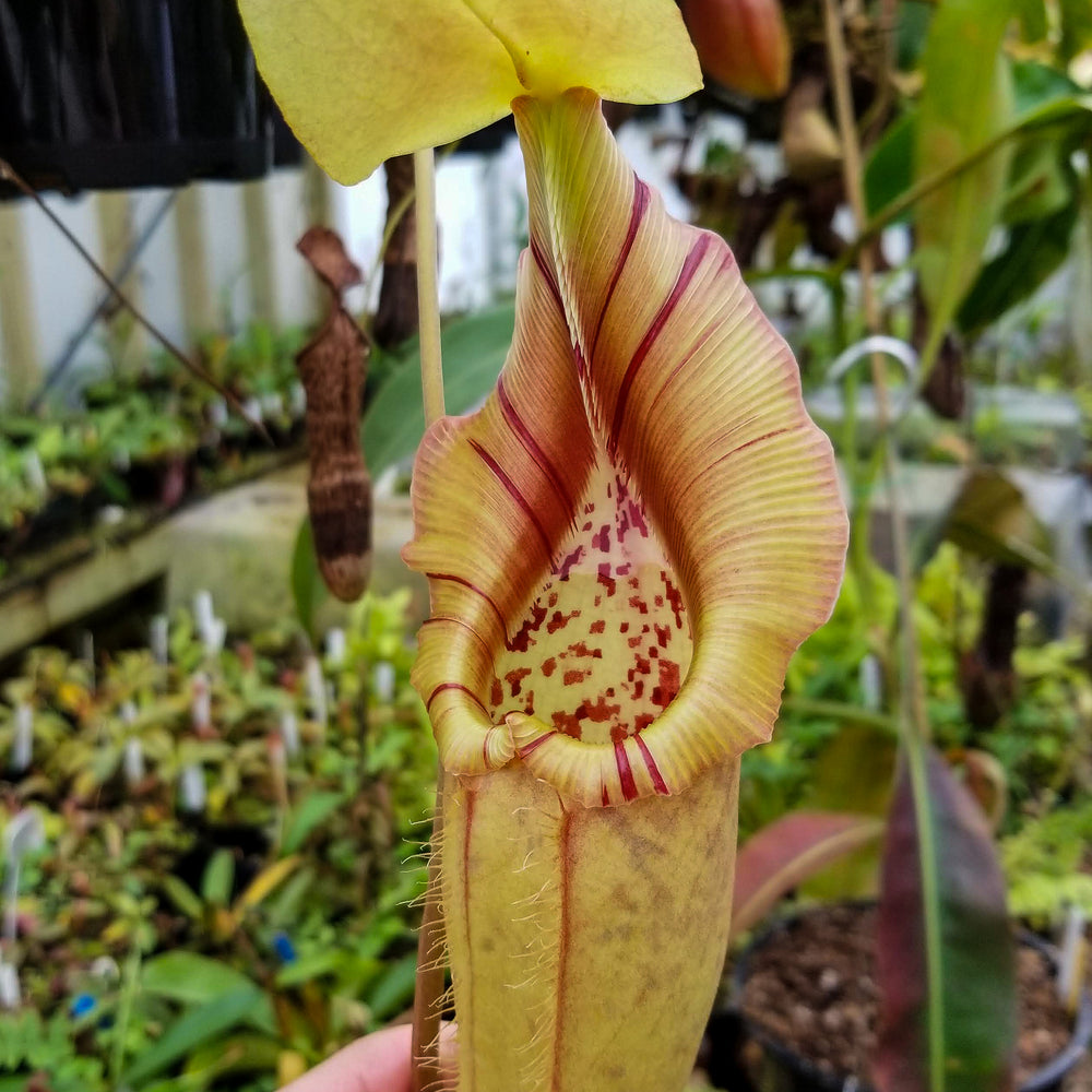 
                      
                        Nepenthes robcantleyi x ovata
                      
                    