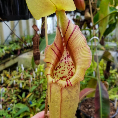 Nepenthes robcantleyi x ovata hybrid pitcher with pale yellow lid and striped pale pitcher in a greenhouse