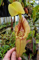 Nepenthes robcantleyi x ovata