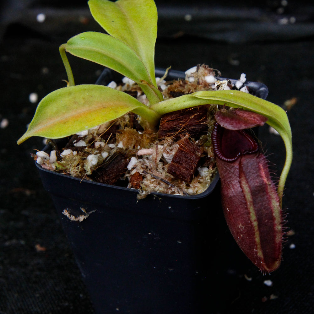 
                      
                        Nepenthes robcantleyi x ovata
                      
                    