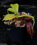 Nepenthes robcantleyi x ovata
